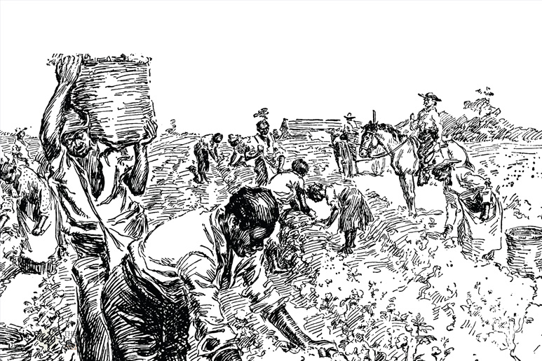 cortile21 plantation