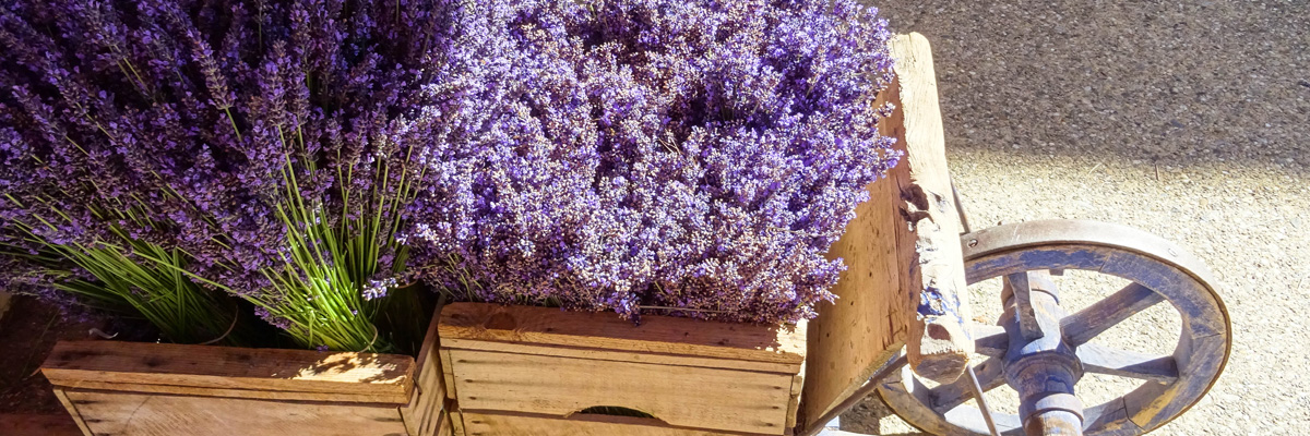 Lavendar
