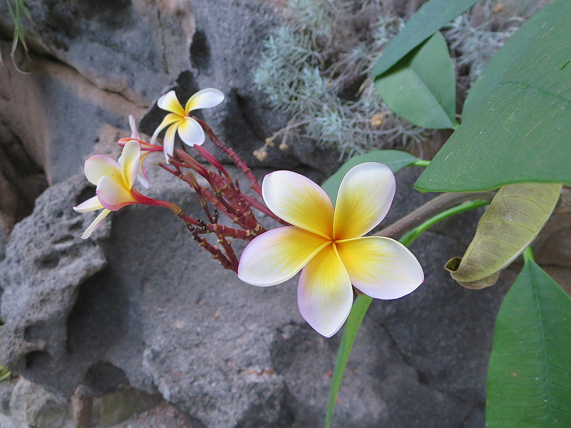 MM trips 2018 ischia 0