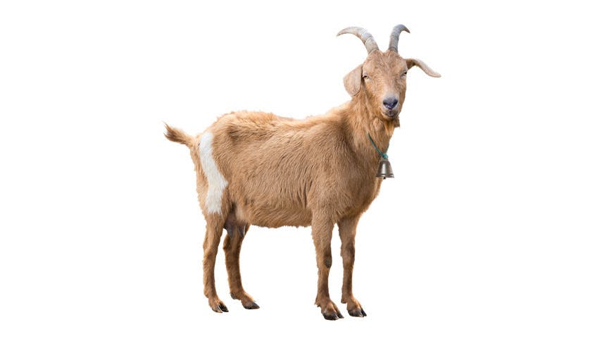 news/sss news goat